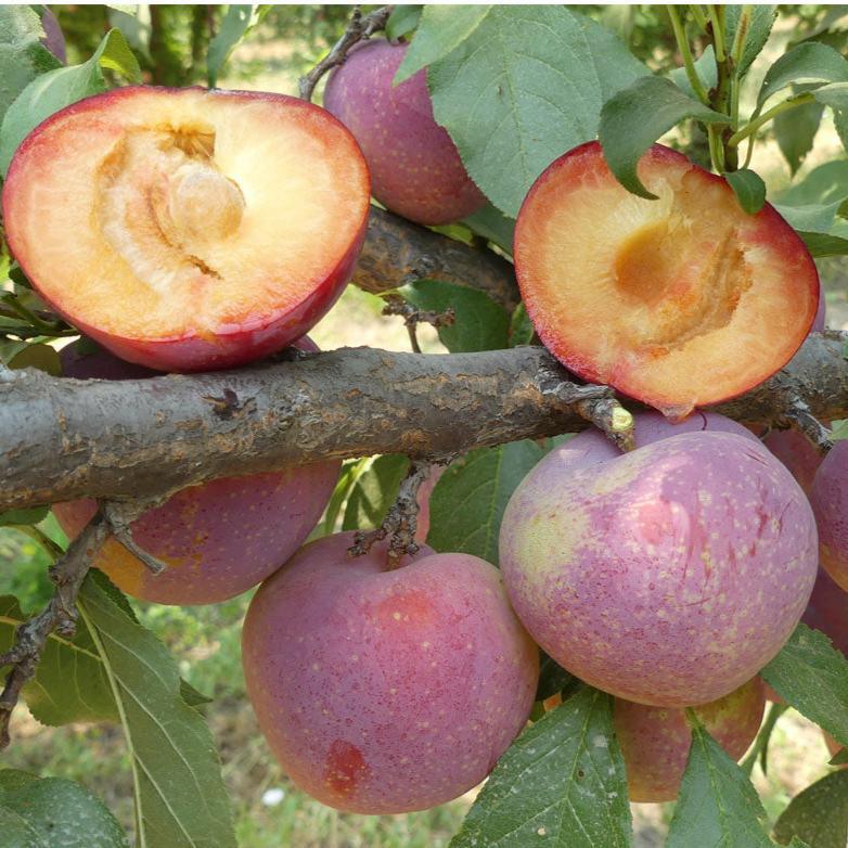 FLAVOR KING PLUOT TREE 7gal
