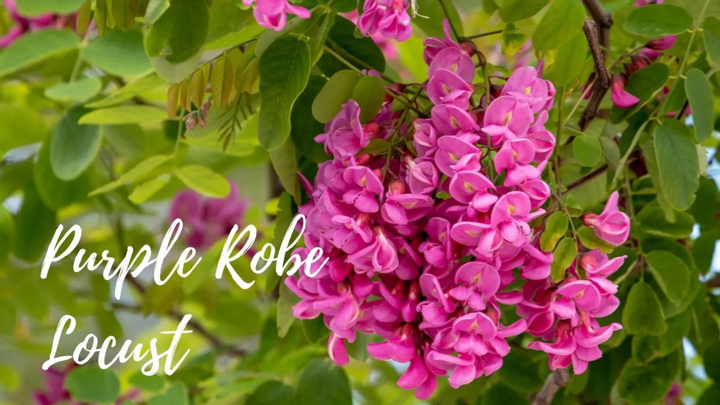 PURPLE ROBE LOCUST5 TREE 15gal