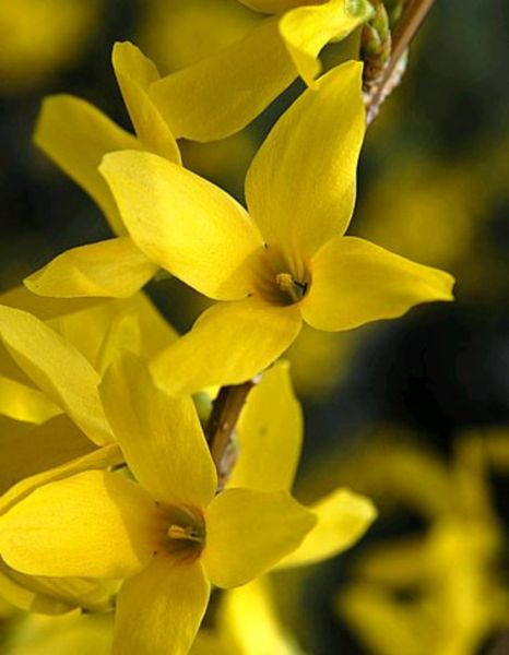 MAGICAL GOLD FORSYTHIA 1gal