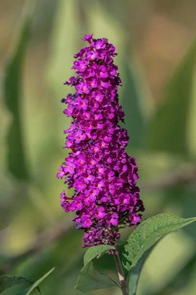 SUMMER BIRD MAGENTA BUTTERFLY BUSH 1gal