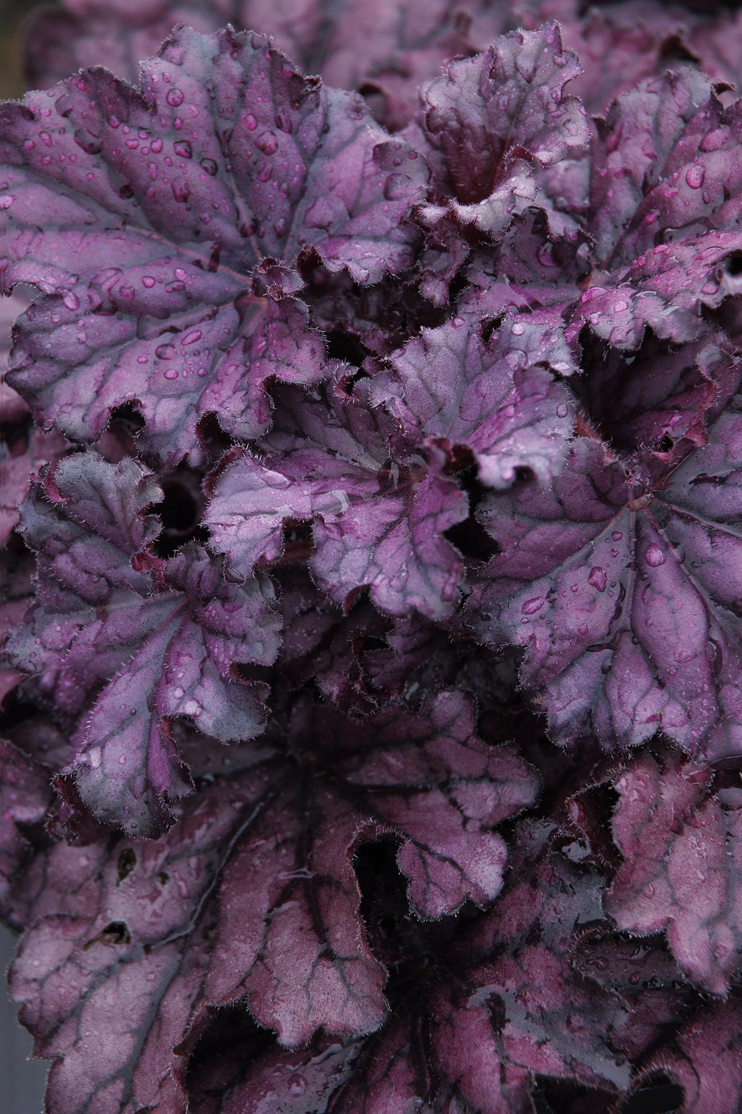 FOREVER PURPLE HEUCHERA 1gal