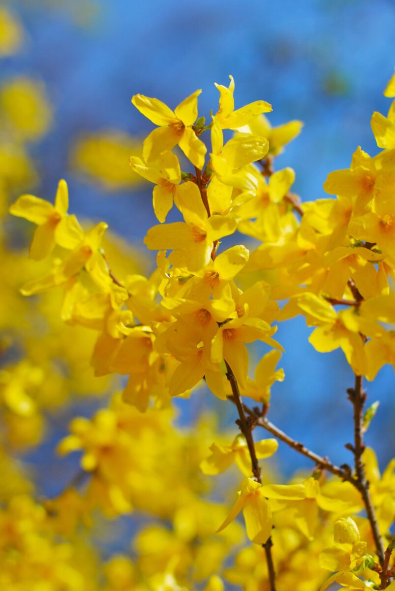 SPRING FLING FORSYTHIA 2gal
