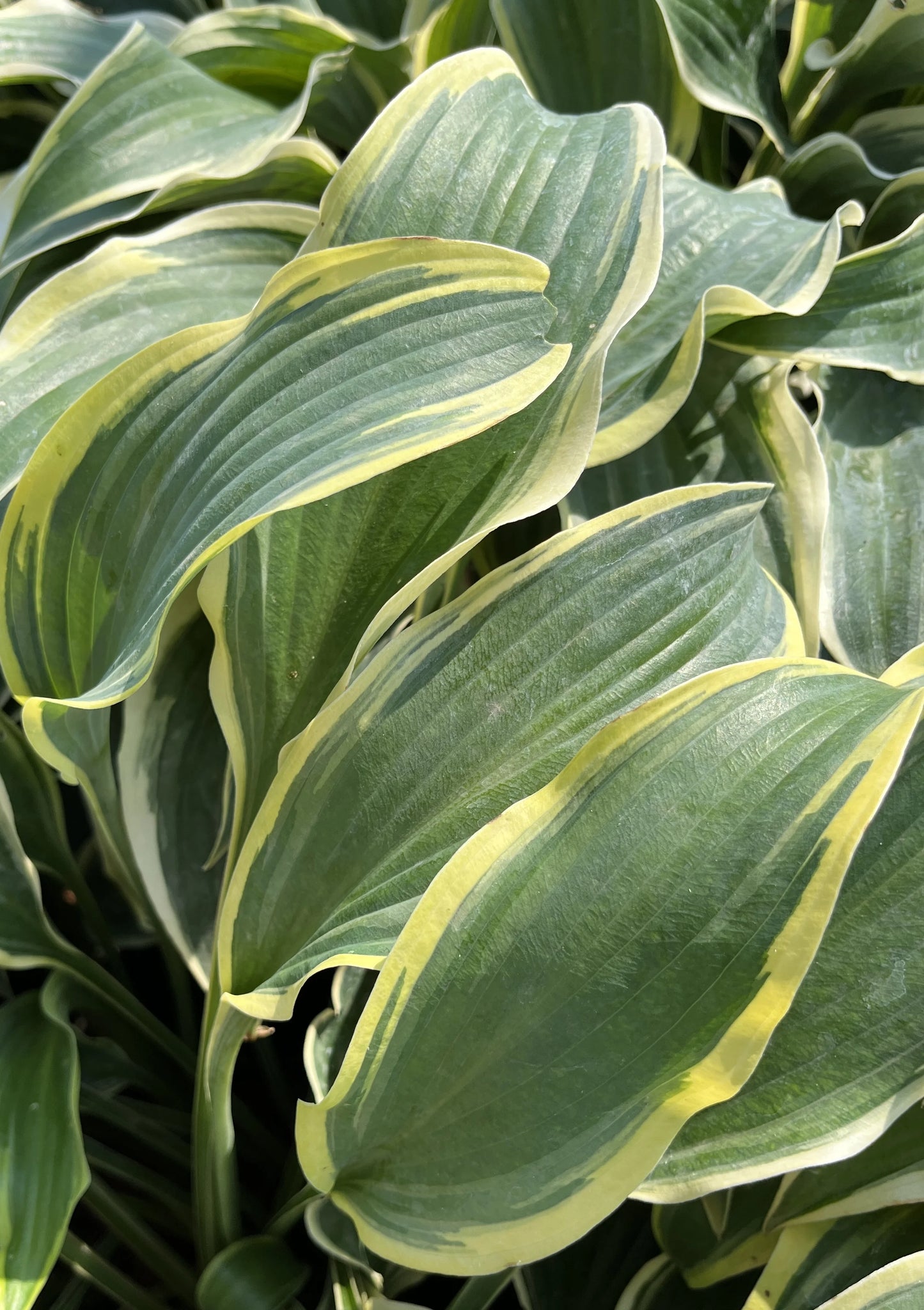 FRANCHESKA HOSTA 1gal