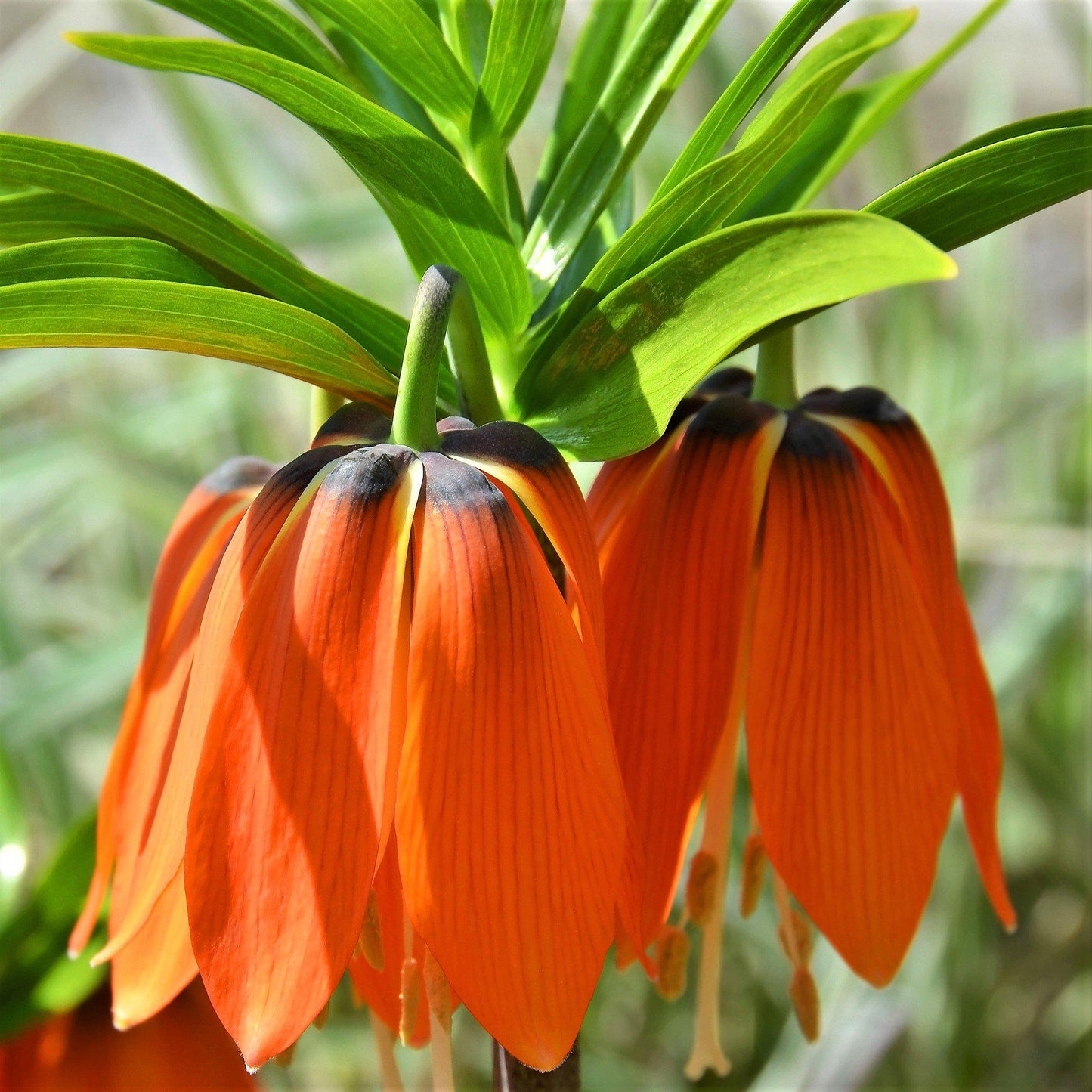 Fritillaria - Crown Imperial Aurora