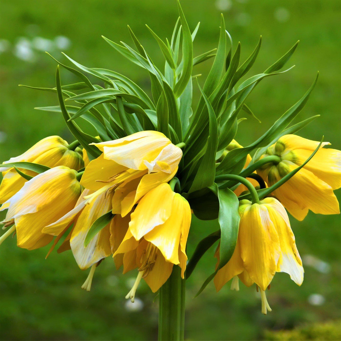 Fritillaria - Crown Imperial Yellow
