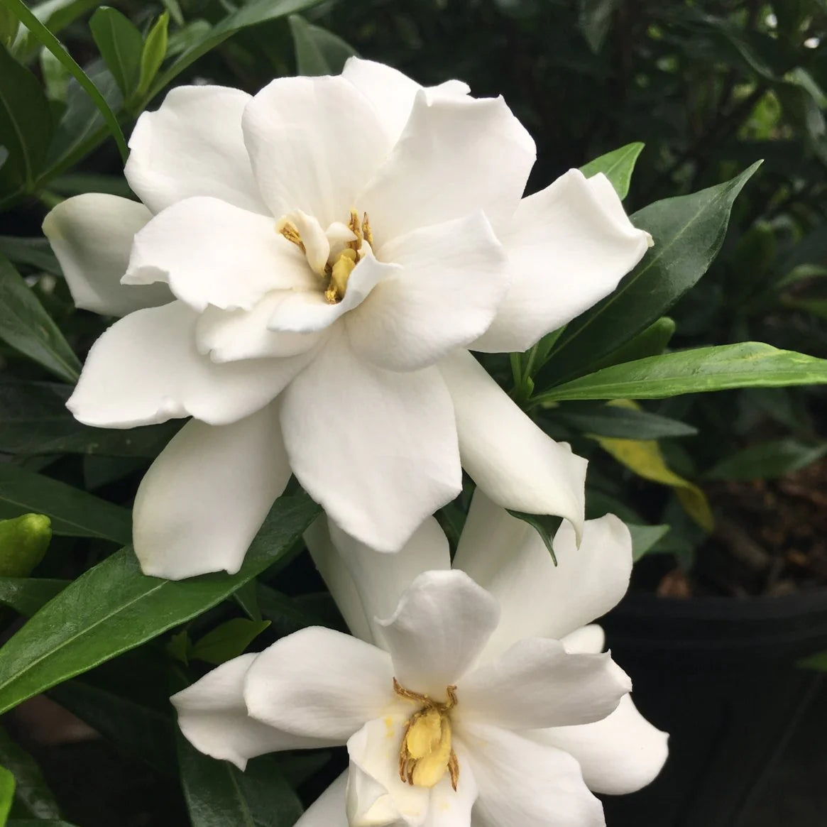 FROSTPROOF GARDENIA 1gal