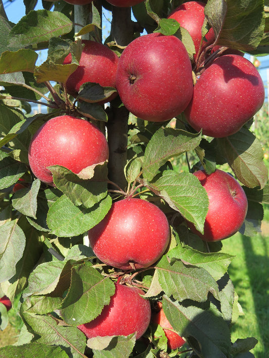 FRUITSNACKS ALL RED COLUMNAR APPLE TREE 5gal