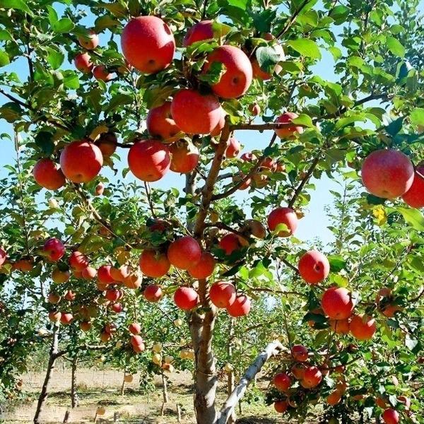 FUJI APPLE TREE 7gal