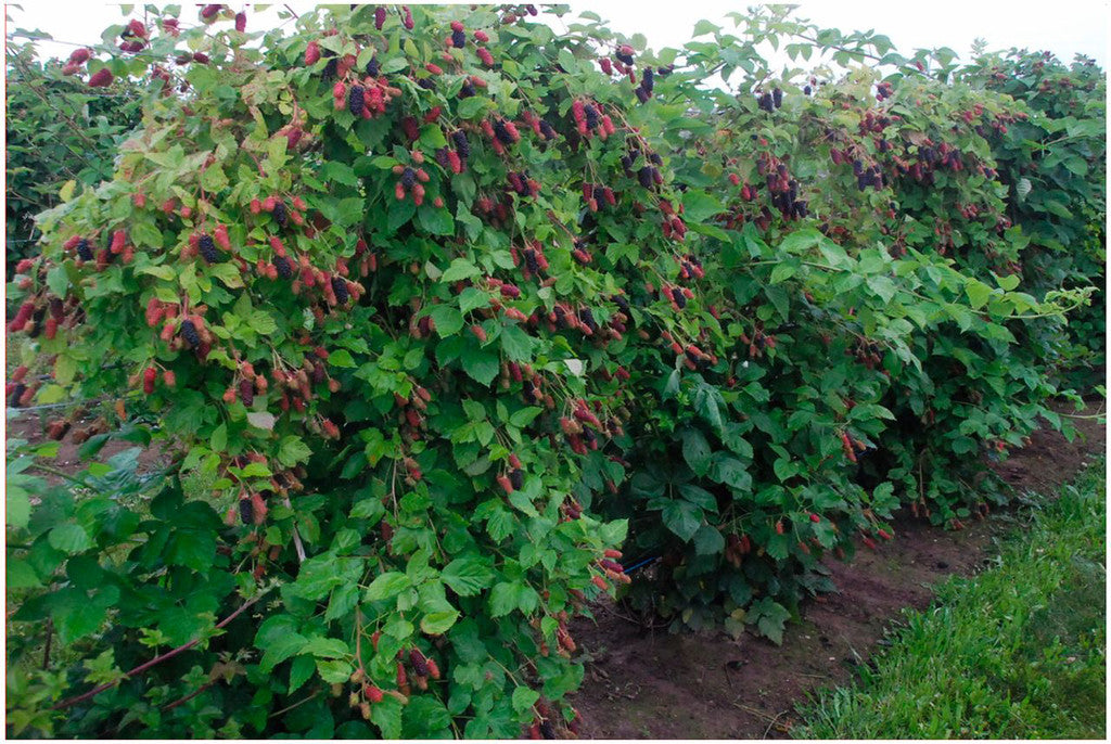 COLUMBIA STAR THORNLESS BLACKBERRY 1gal