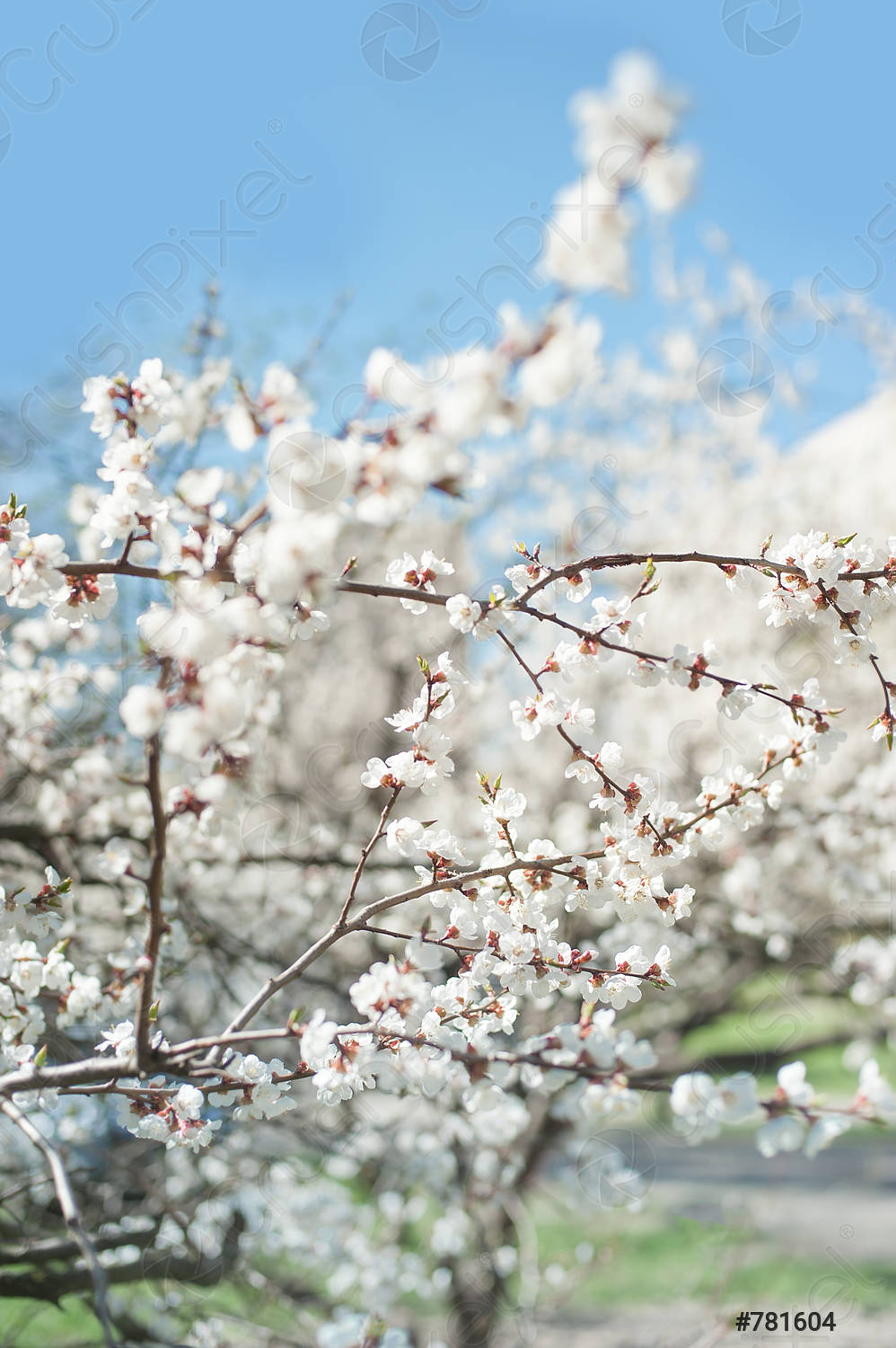 MORMON CHINESE APRICOT TREE 7gal