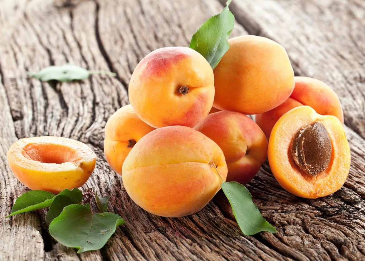 BLENHEIM APRICOT TREE 5gal
