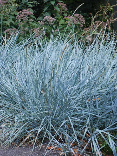 BLUE DUNE LYME GRASS 1gal