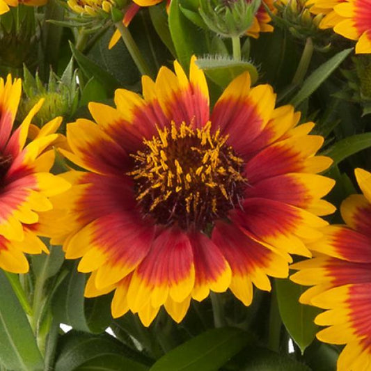 GUAPA FLAMENCO BICOLOR GAILLARDIA 1gal