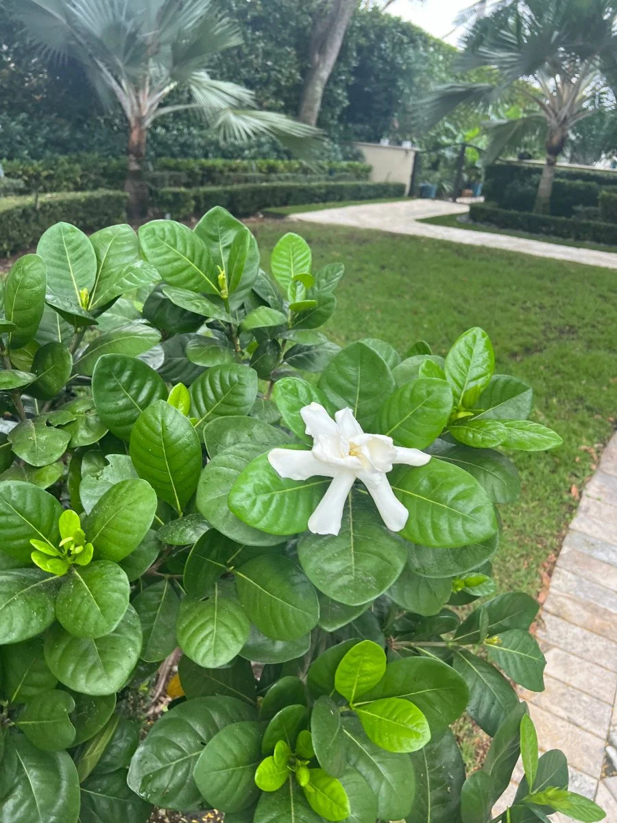SWEET TEA GARDENIA 2gal