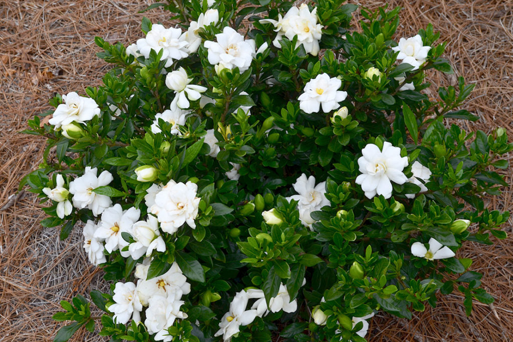 DOUBLE MINT GARDENIA 2gal