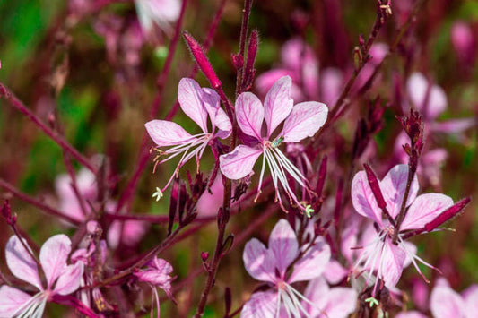 SISKIYOU PINK GAURA 1gal