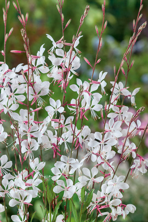 WHIRLING BUTTERFLIES GAURA 1gal