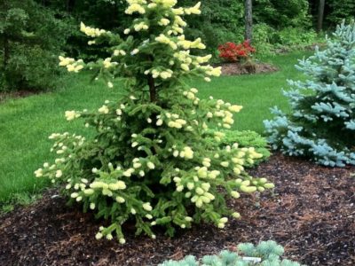 SPARKLER GOLD SPRUCE 10gal