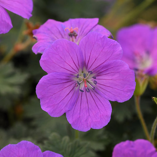 PURPLE GLOW CRANESBILL 1gal
