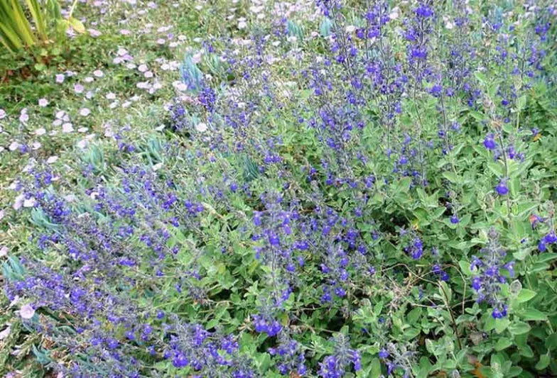GERMANDER SAGE 1gal