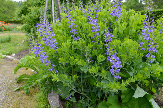 BLUE FALSE INDIGO 1gal