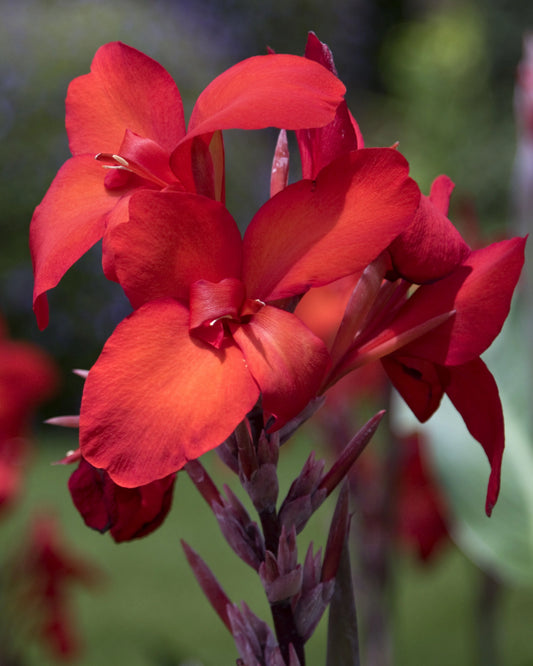 CLEOPATRA RED CANNA LILY 2gal