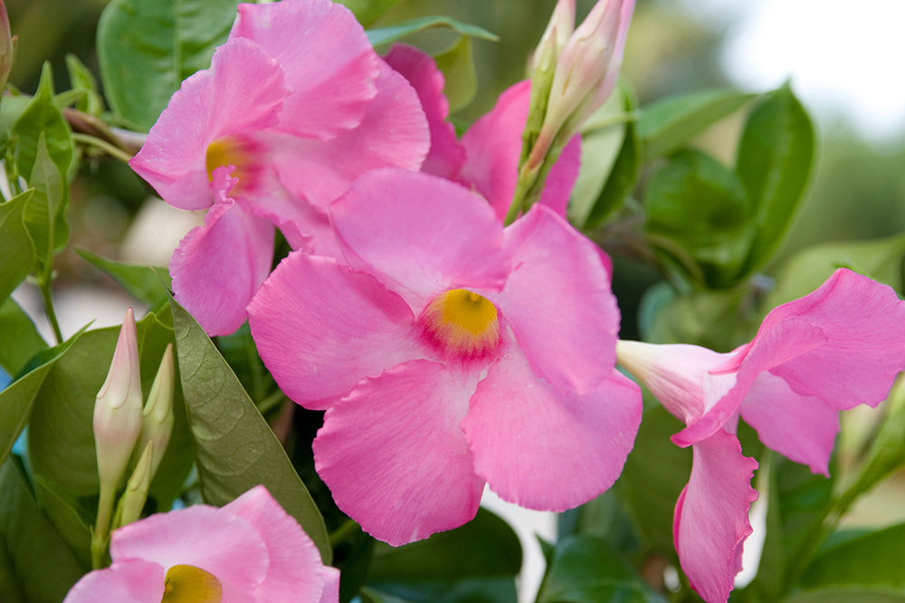GIANT PINK MANDEVILLA 1gal