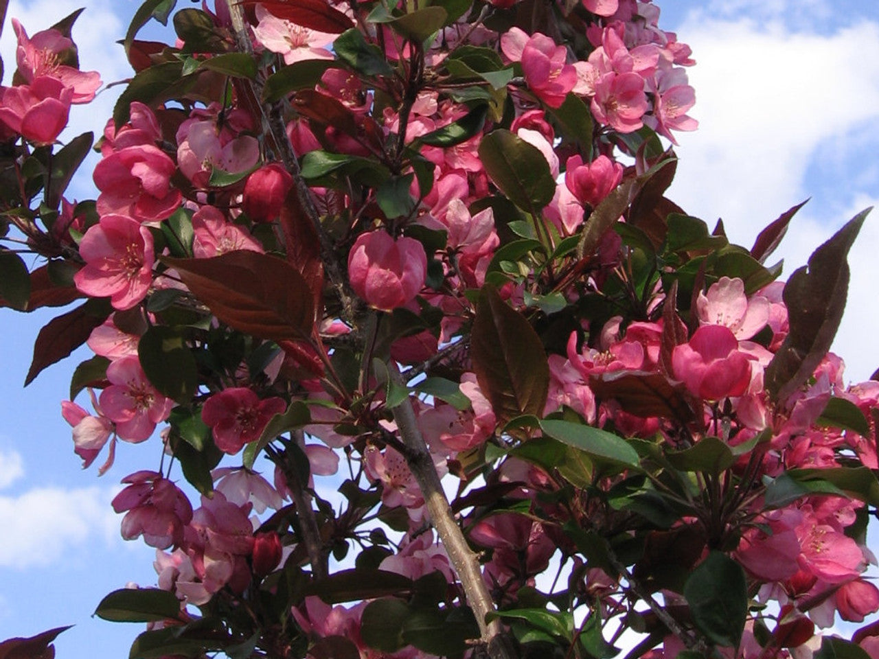 GLADIATOR CRABAPPLE TREE 10gal