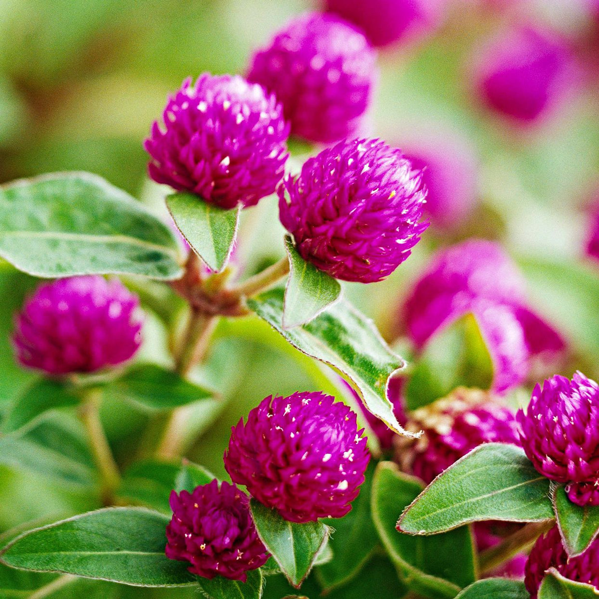 ASSORTED GOMPHRENA 1gal