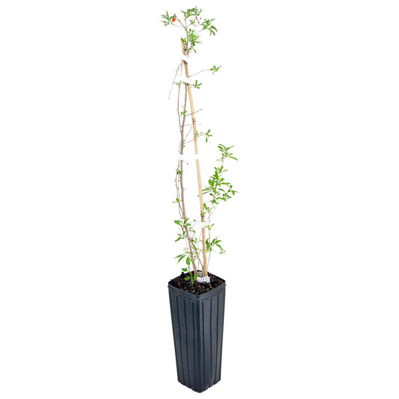 Potted Goji Berry - Phoenix Tears