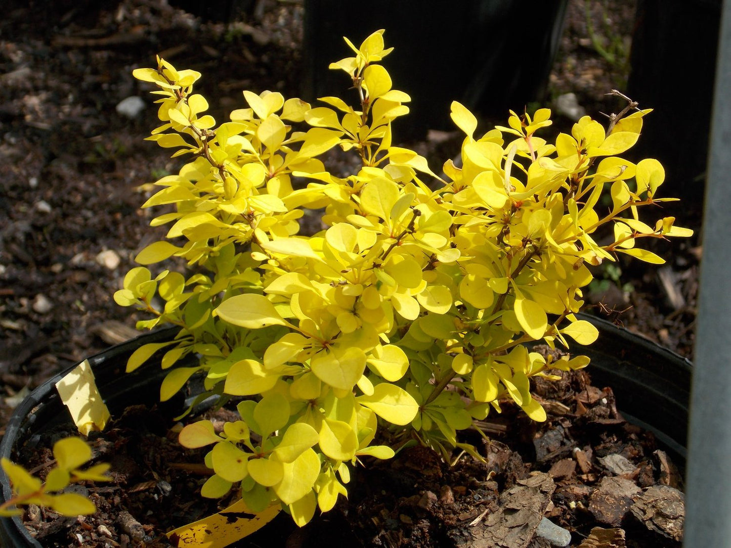 GOLDEN NUGGET BARBERRY 2gal