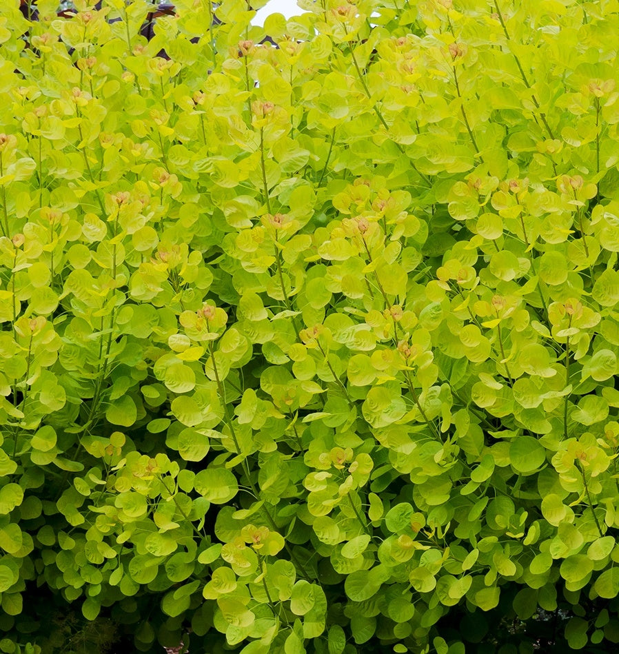 GOLDEN SPIRIT SMOKE TREE 2gal