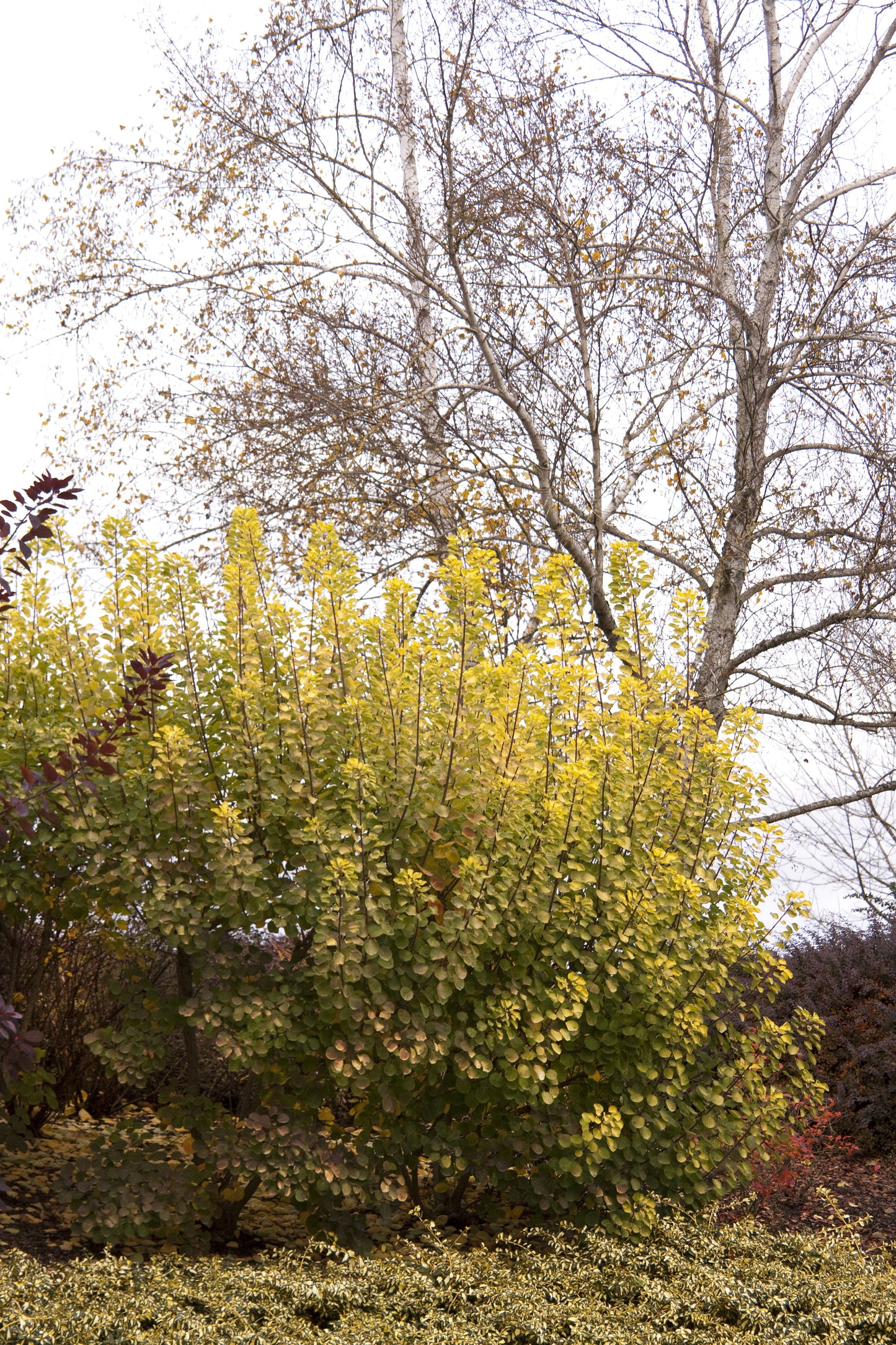 GOLDEN SPIRIT SMOKE TREE 2gal