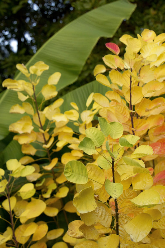 GOLDEN SPIRIT SMOKE TREE 2gal