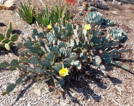 GOLDIE RITA PRICKLY PEAR 5gal