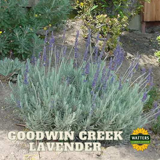 LAVENDER ASSORTED  2 GAL