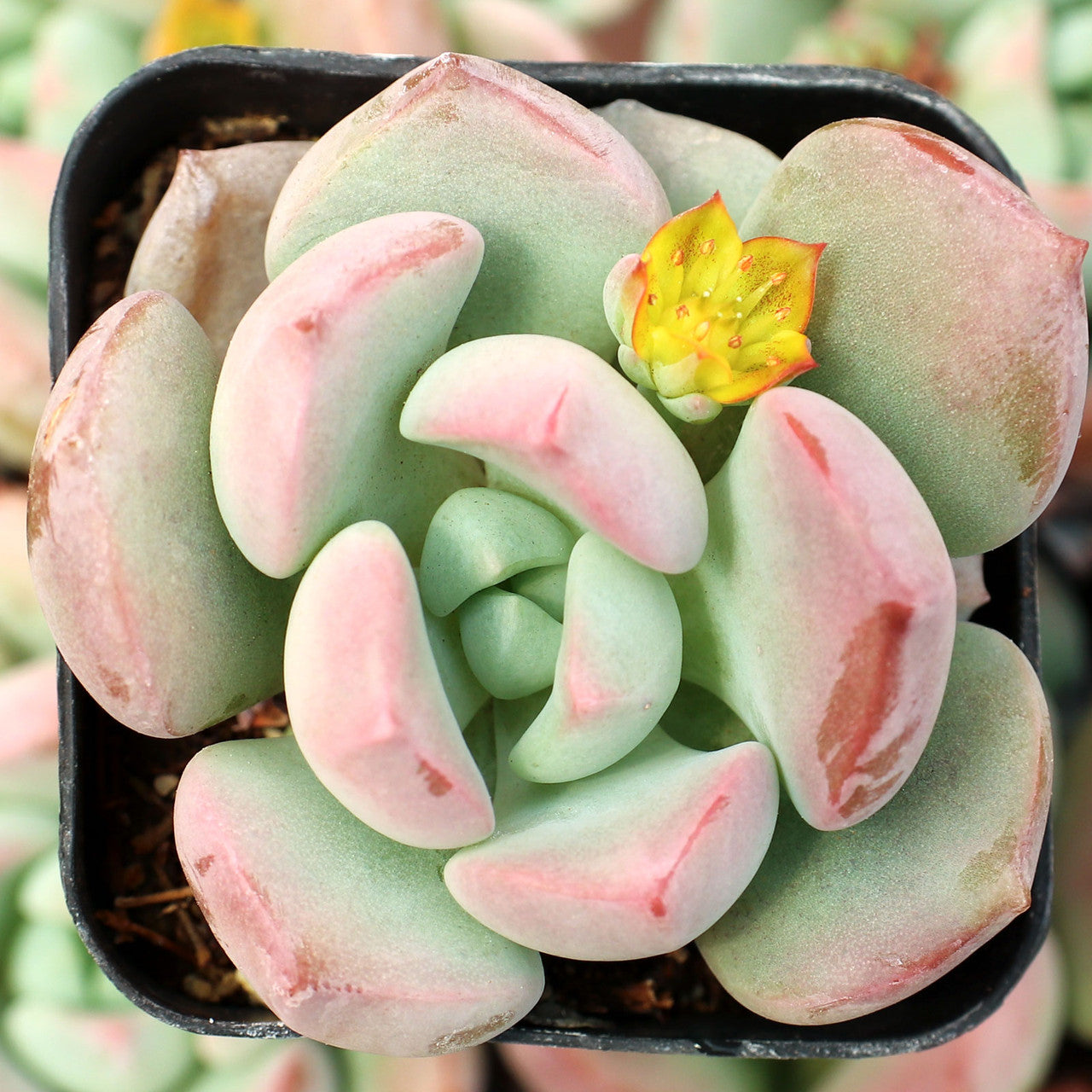 Grim One Graptoveria