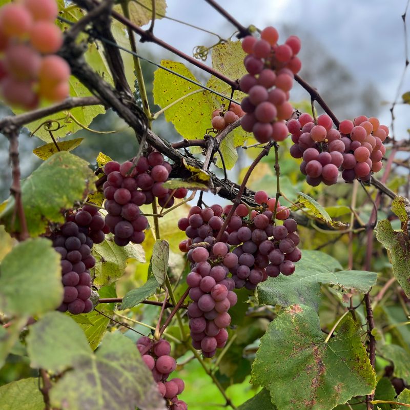 CATAWBA GRAPE 2gal
