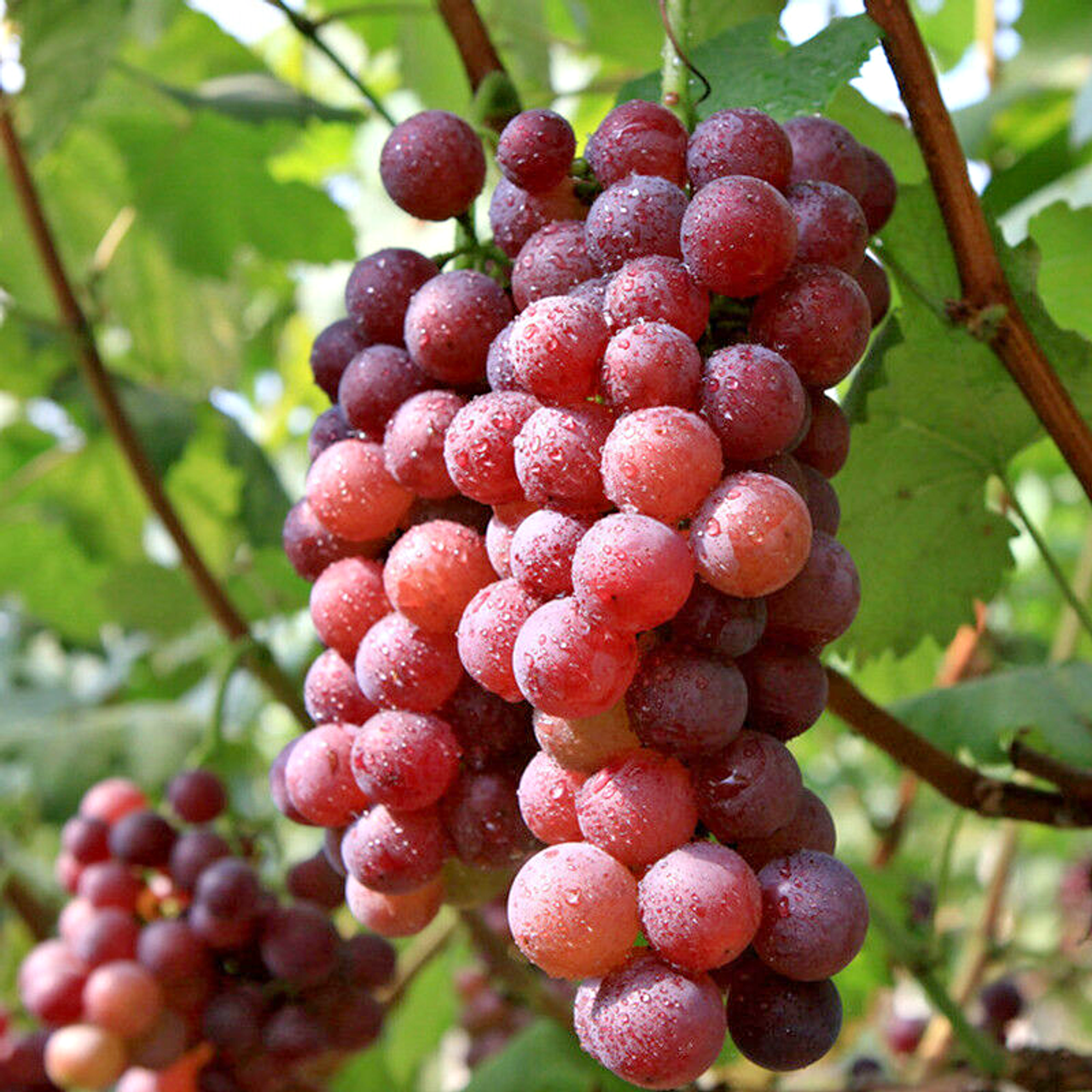 FLAME SEEDLESS GRAPE 1gal