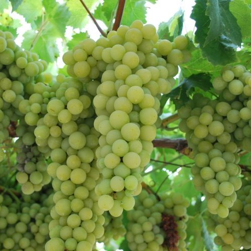 ZESTFUL GOLDEN CHALICE GRAPE 1gal