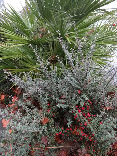 GRAY LEAF CLUSTER BERRY COTONEASTER 3/5gal