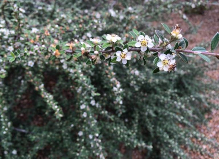 GRAY LEAF CLUSTER BERRY COTONEASTER 3/5gal