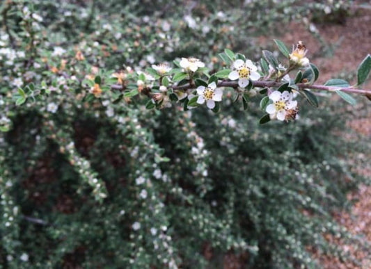 GRAY LEAF COTONEASTER 3/5gal