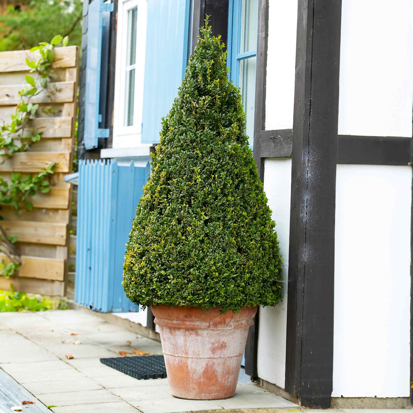 Green Gem Boxwood (Buxus microphylla 'Green Gem') - 2 gallon 10"