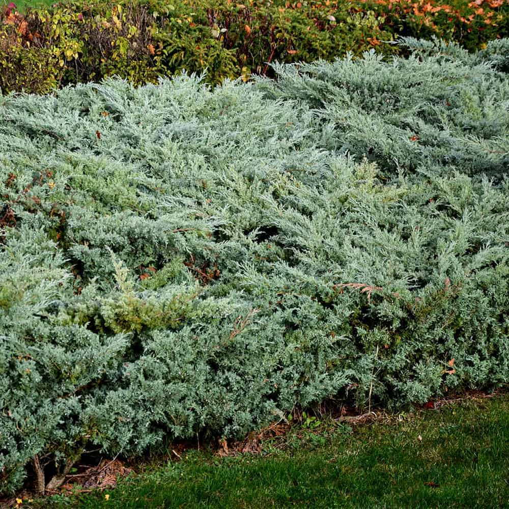 Grey Owl Juniper (JUNIPER V. GREY OWL)