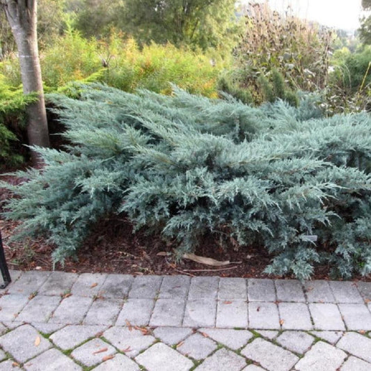 Grey Owl Juniper (JUNIPER V. GREY OWL)