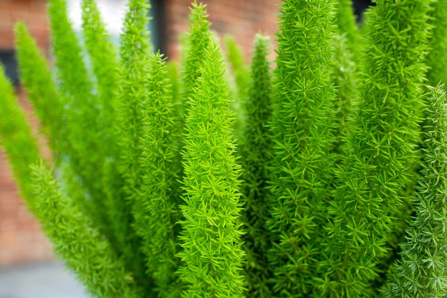 MYERS ASPARAGUS FERN 3gal