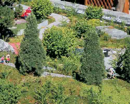 DILLY WHITE ALBERTA SPRUCE