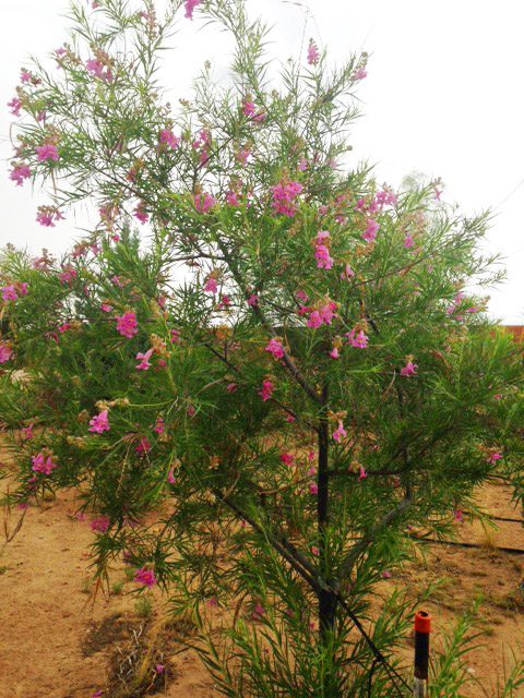BURGUNDY DESERT WILLOW TREE 15gal