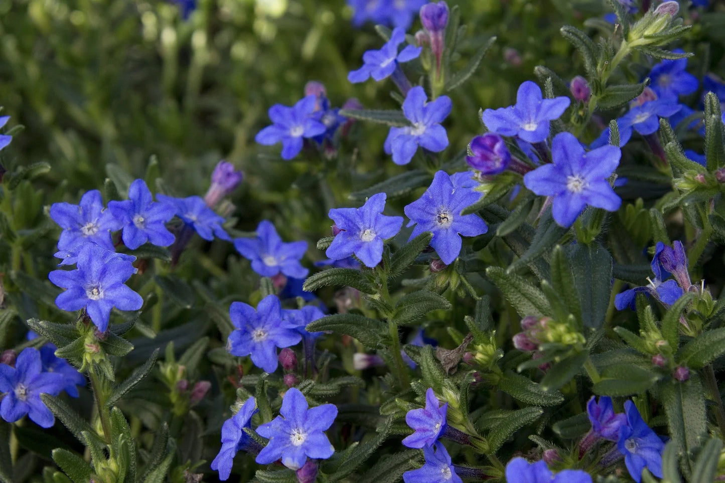 GRACE WARD LITHODORA 1gal